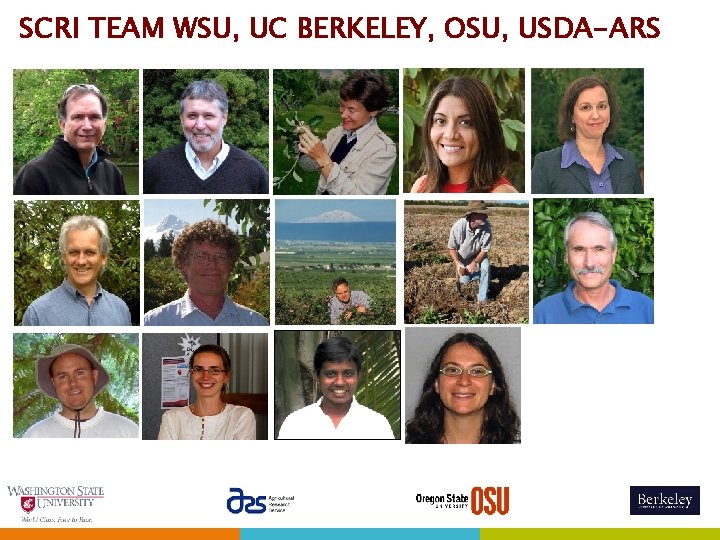 SCRI TEAM WSU, UC BERKELEY, OSU, USDA-ARS 