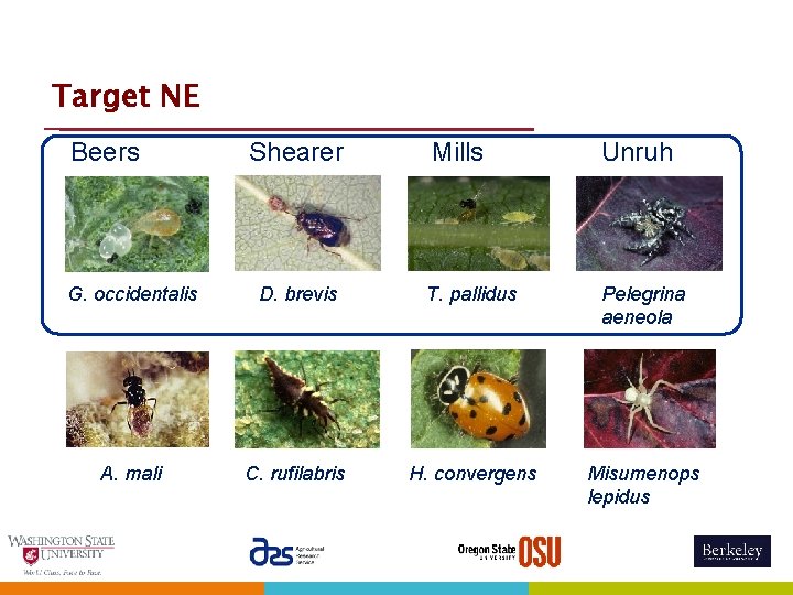 Target NE Beers Shearer Mills Unruh G. occidentalis D. brevis T. pallidus Pelegrina aeneola