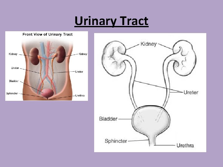 Urinary Tract 