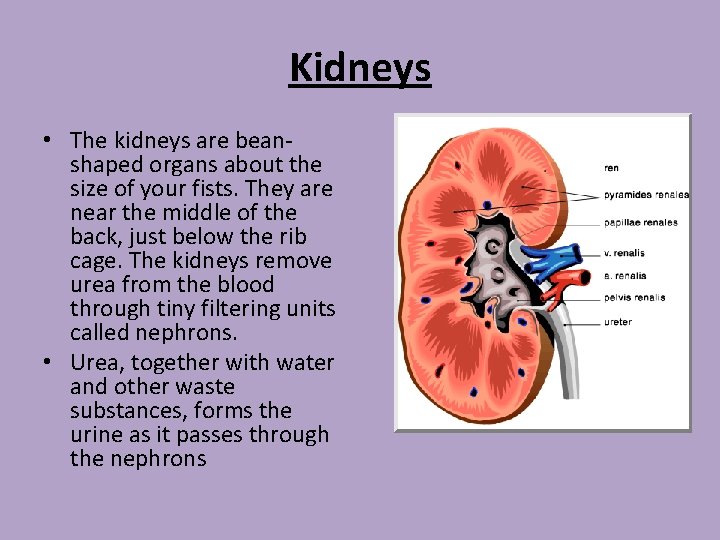 Kidneys • The kidneys are beanshaped organs about the size of your fists. They