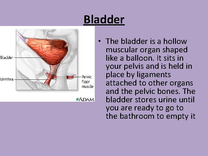 Bladder • The bladder is a hollow muscular organ shaped like a balloon. It