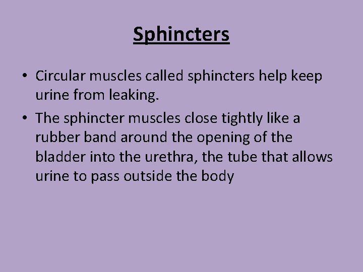 Sphincters • Circular muscles called sphincters help keep urine from leaking. • The sphincter
