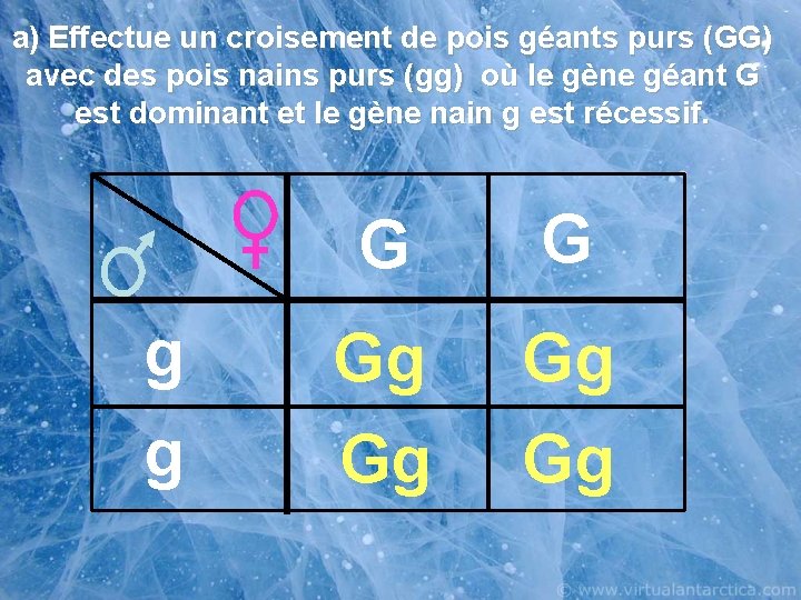 a) Effectue un croisement de pois géants purs (GG) avec des pois nains purs