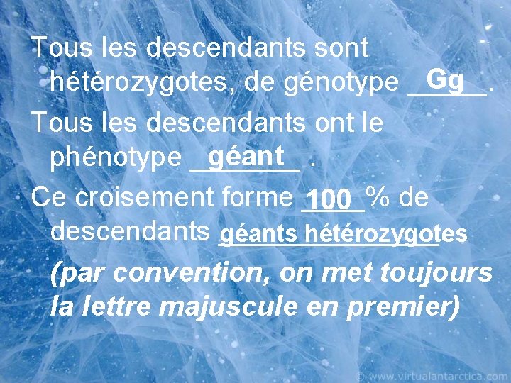 Tous les descendants sont Gg hétérozygotes, de génotype _____. Tous les descendants ont le