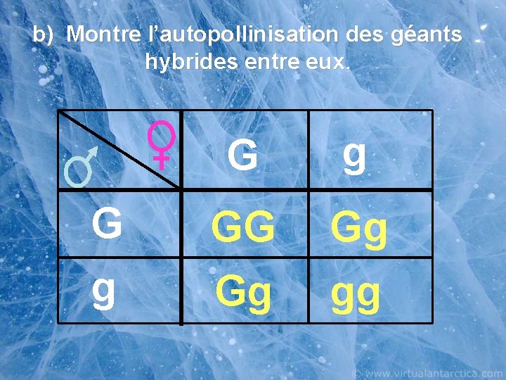 b) Montre l’autopollinisation des géants hybrides entre eux. G g G GG Gg gg