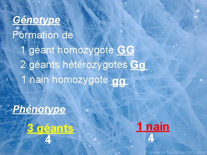 Génotype Formation de 1 géant homozygote ___ GG 2 géants hétérozygotes Gg ___ 1