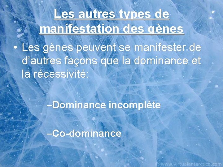 Les autres types de manifestation des gènes • Les gènes peuvent se manifester de