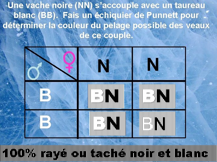 Une vache noire (NN) s’accouple avec un taureau blanc (BB). Fais un échiquier de