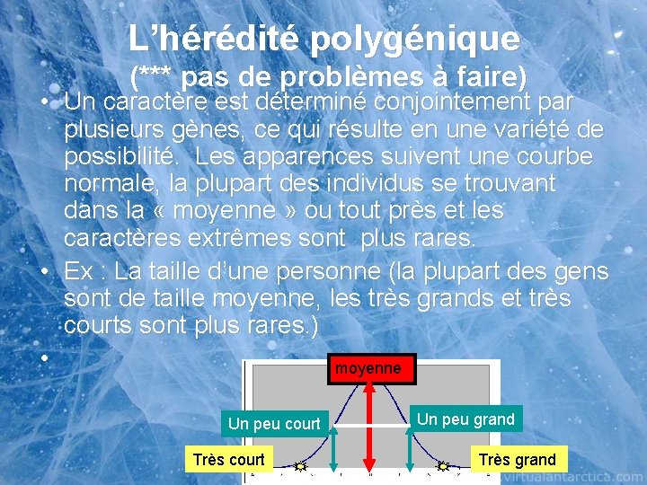 L’hérédité polygénique (*** pas de problèmes à faire) • Un caractère est déterminé conjointement