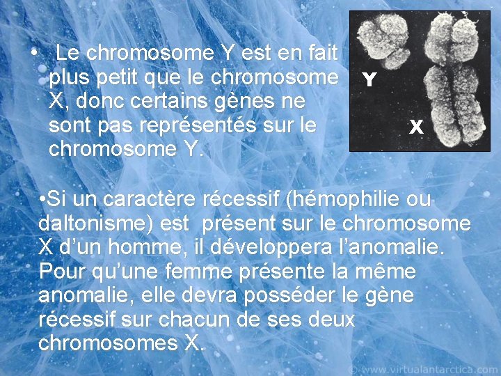  • Le chromosome Y est en fait plus petit que le chromosome Y