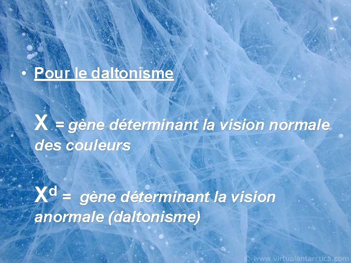  • Pour le daltonisme X = gène déterminant la vision normale des couleurs