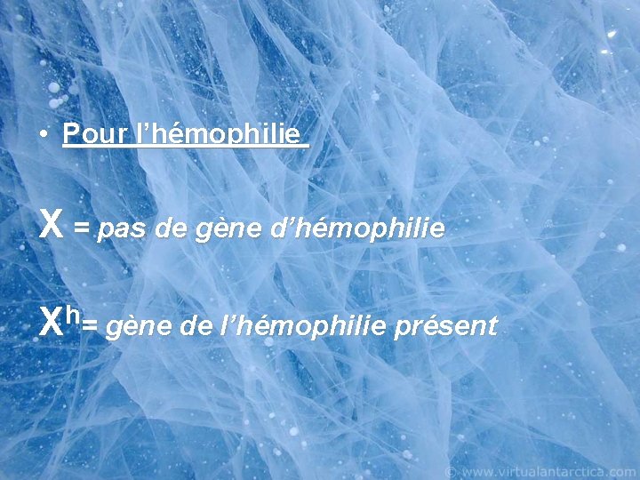  • Pour l’hémophilie X = pas de gène d’hémophilie h X = gène