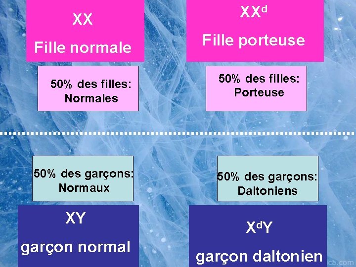 XX XXd Fille normale Fille porteuse 50% des filles: Normales 50% des garçons: Normaux