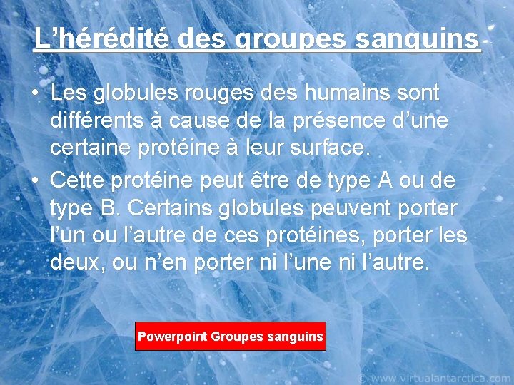 L’hérédité des groupes sanguins • Les globules rouges des humains sont différents à cause