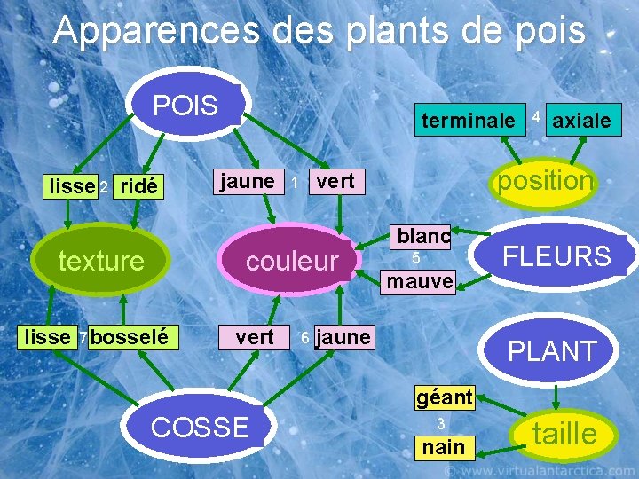 Apparences des plants de pois POIS lisse 2 ridé texture terminale jaune couleur lisse