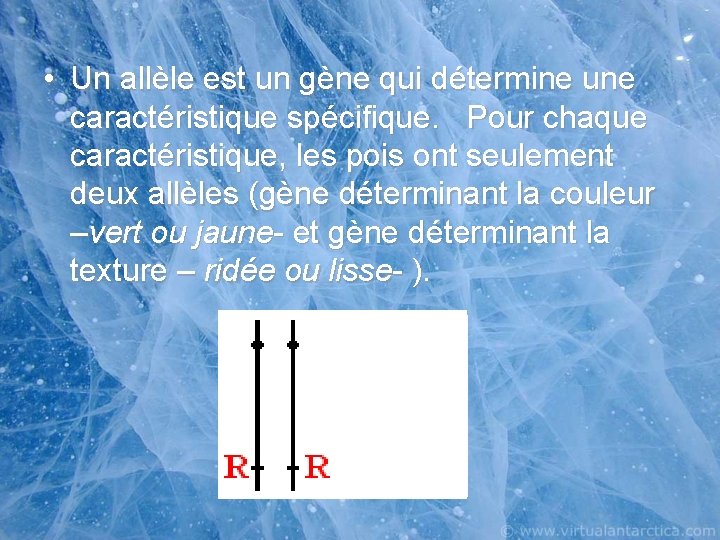  • Un allèle est un gène qui détermine une caractéristique spécifique. Pour chaque