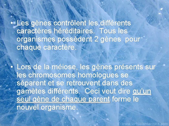 • Les gènes contrôlent les différents caractères héréditaires. Tous les organismes possèdent 2