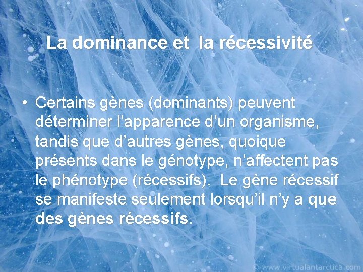 La dominance et la récessivité • Certains gènes (dominants) peuvent déterminer l’apparence d’un organisme,