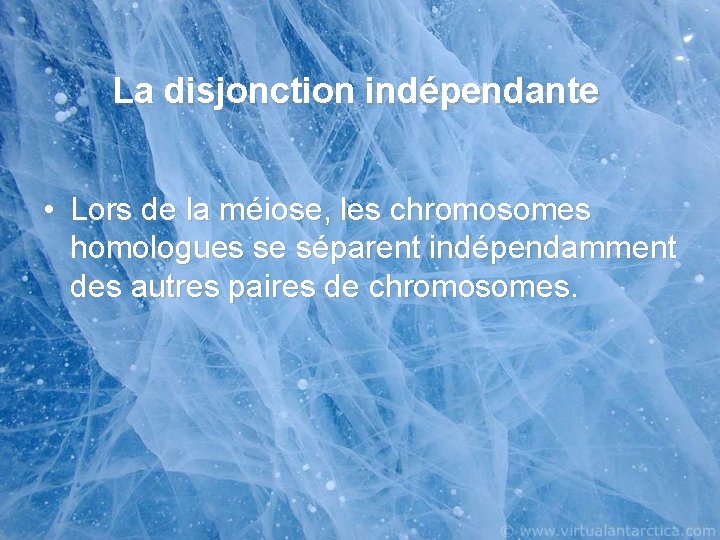 La disjonction indépendante • Lors de la méiose, les chromosomes homologues se séparent indépendamment