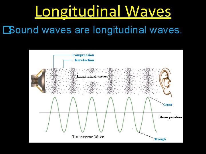 Longitudinal Waves �Sound waves are longitudinal waves. 