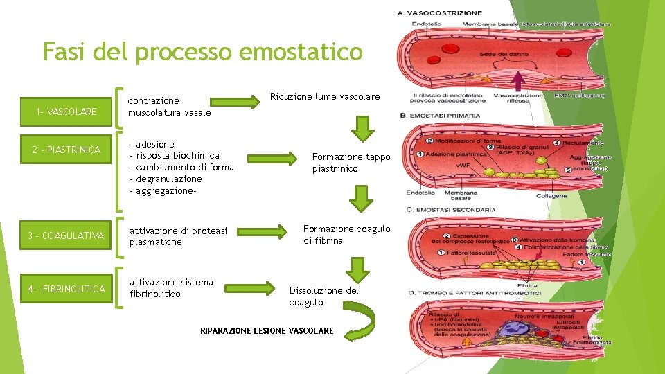 Fasi del processo emostatico 1 - VASCOLARE 2 - PIASTRINICA contrazione muscolatura vasale -