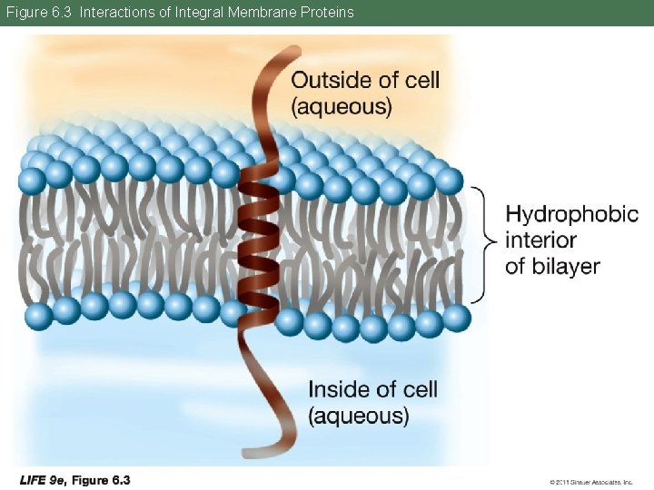 Figure 6. 3 Interactions of Integral Membrane Proteins 