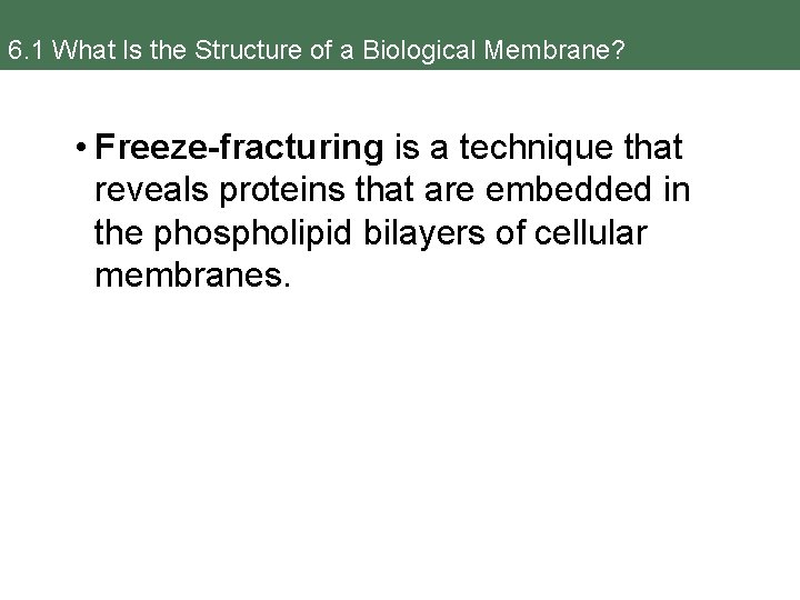 6. 1 What Is the Structure of a Biological Membrane? • Freeze-fracturing is a