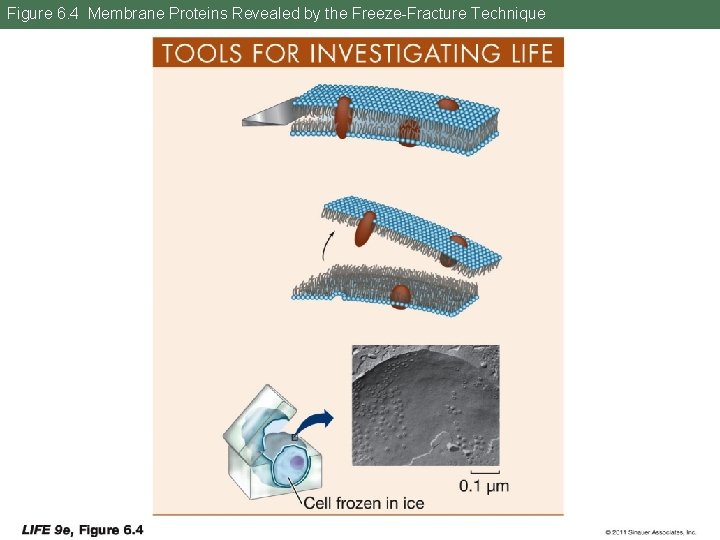 Figure 6. 4 Membrane Proteins Revealed by the Freeze-Fracture Technique 