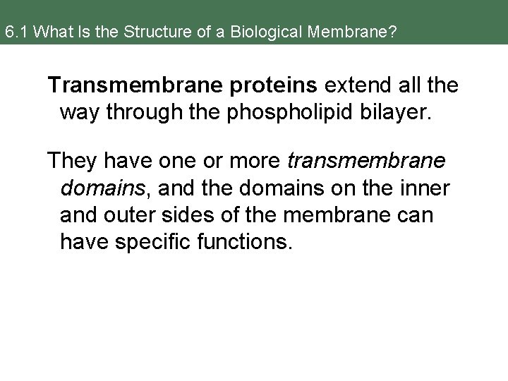 6. 1 What Is the Structure of a Biological Membrane? Transmembrane proteins extend all