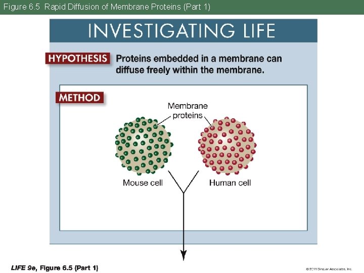 Figure 6. 5 Rapid Diffusion of Membrane Proteins (Part 1) 