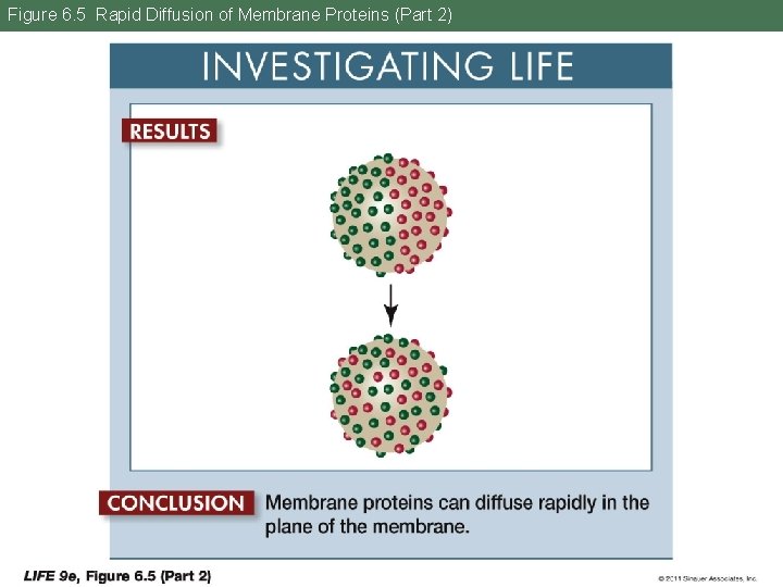 Figure 6. 5 Rapid Diffusion of Membrane Proteins (Part 2) 