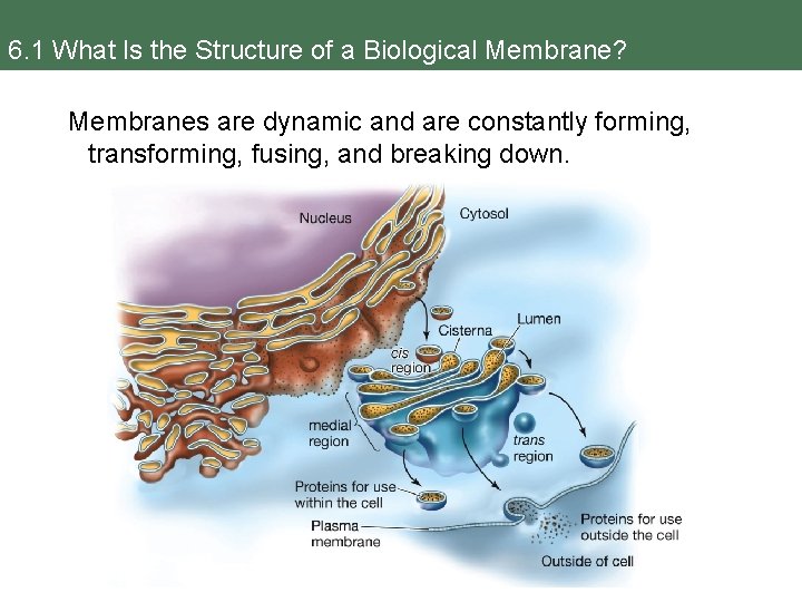 6. 1 What Is the Structure of a Biological Membrane? Membranes are dynamic and