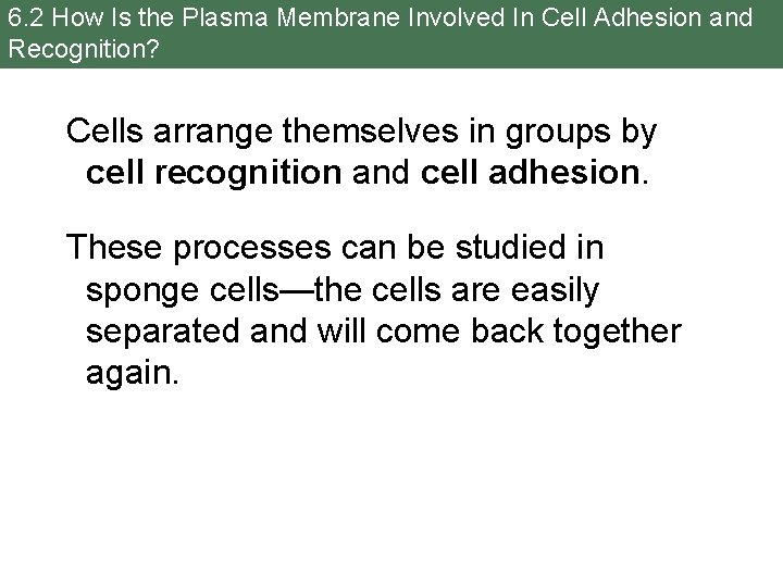 6. 2 How Is the Plasma Membrane Involved In Cell Adhesion and Recognition? Cells