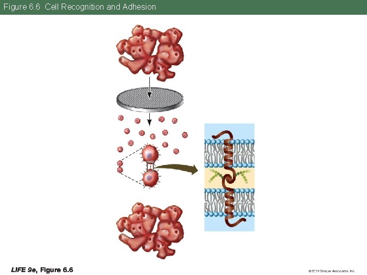 Figure 6. 6 Cell Recognition and Adhesion 