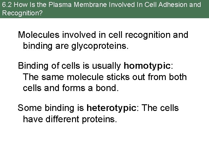 6. 2 How Is the Plasma Membrane Involved In Cell Adhesion and Recognition? Molecules