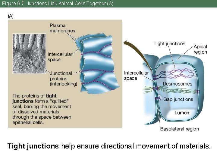 Figure 6. 7 Junctions Link Animal Cells Together (A) Tight junctions help ensure directional