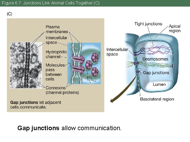 Figure 6. 7 Junctions Link Animal Cells Together (C) Gap junctions allow communication. 