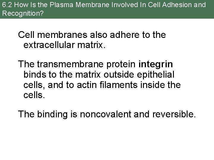 6. 2 How Is the Plasma Membrane Involved In Cell Adhesion and Recognition? Cell