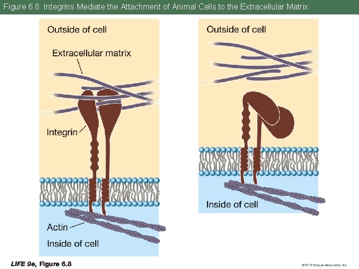 Figure 6. 8 Integrins Mediate the Attachment of Animal Cells to the Extracellular Matrix