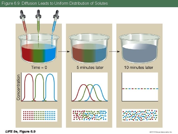 Figure 6. 9 Diffusion Leads to Uniform Distribution of Solutes 