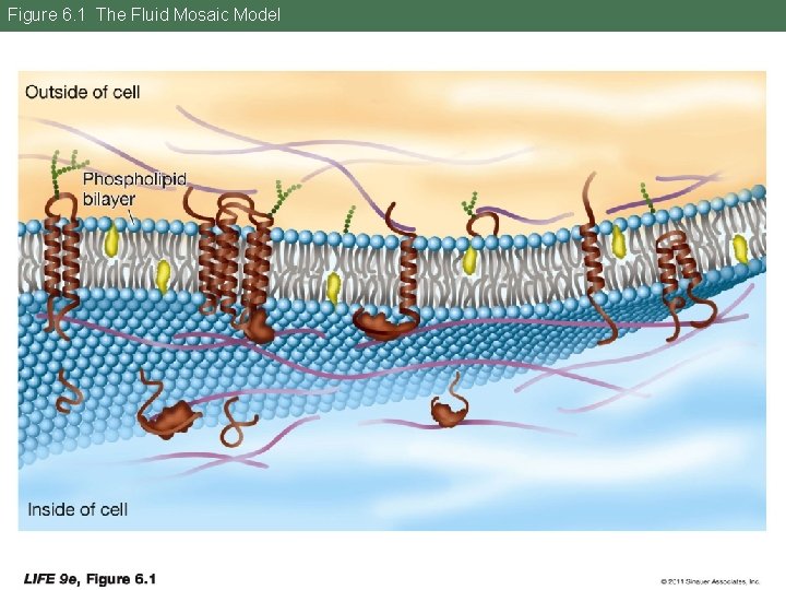 Figure 6. 1 The Fluid Mosaic Model 