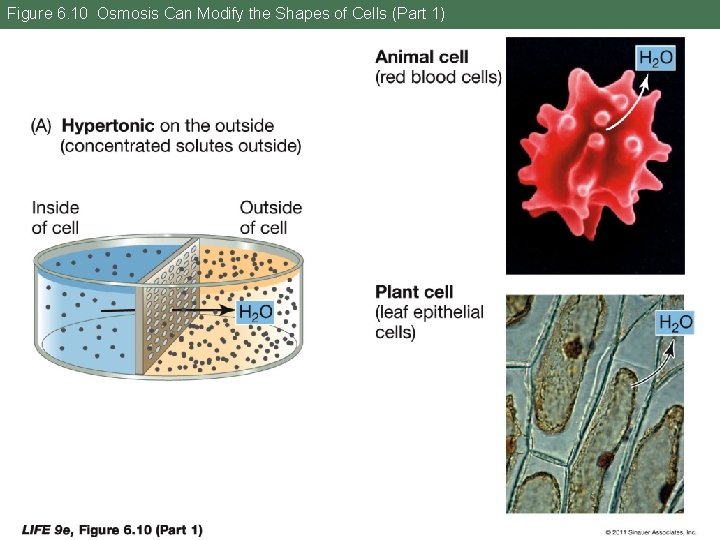 Figure 6. 10 Osmosis Can Modify the Shapes of Cells (Part 1) 