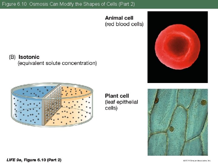 Figure 6. 10 Osmosis Can Modify the Shapes of Cells (Part 2) 