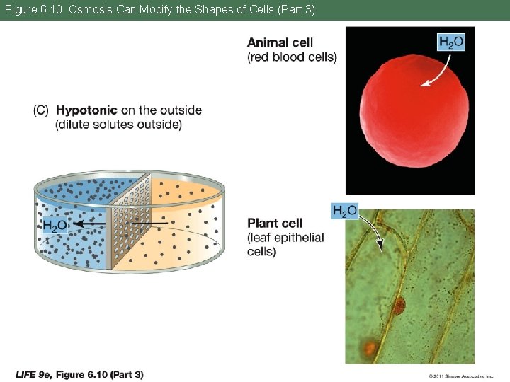 Figure 6. 10 Osmosis Can Modify the Shapes of Cells (Part 3) 