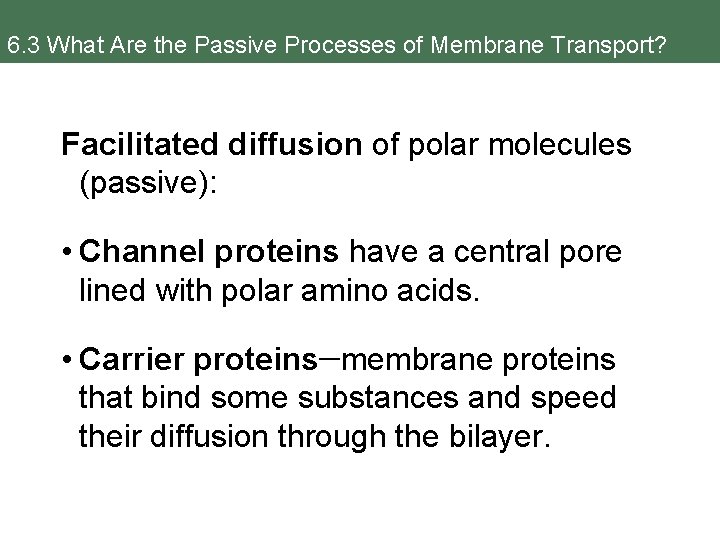 6. 3 What Are the Passive Processes of Membrane Transport? Facilitated diffusion of polar