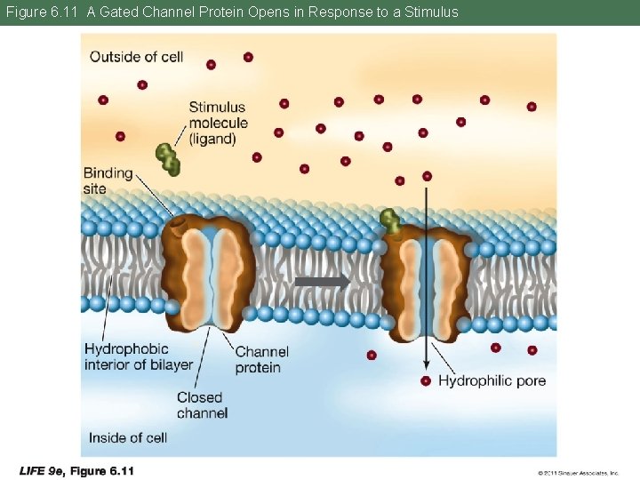 Figure 6. 11 A Gated Channel Protein Opens in Response to a Stimulus 