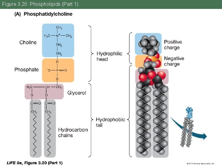 Figure 3. 20 Phospholipids (Part 1) 