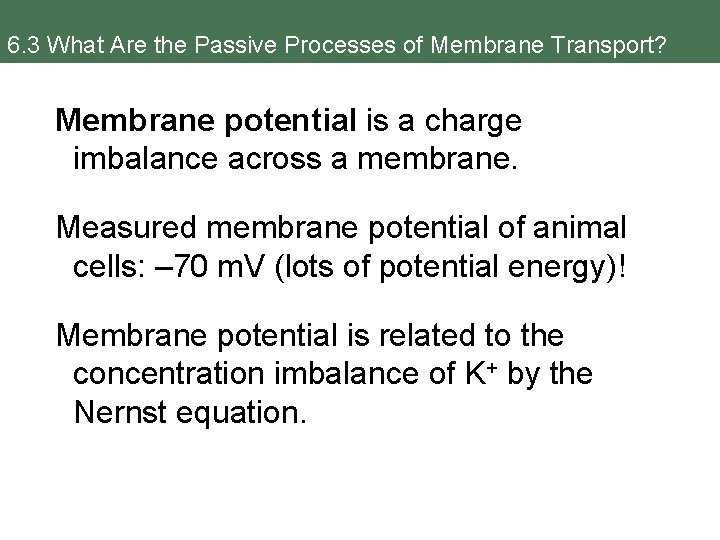 6. 3 What Are the Passive Processes of Membrane Transport? Membrane potential is a