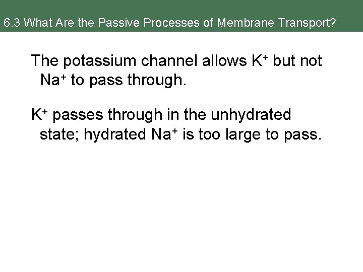 6. 3 What Are the Passive Processes of Membrane Transport? The potassium channel allows