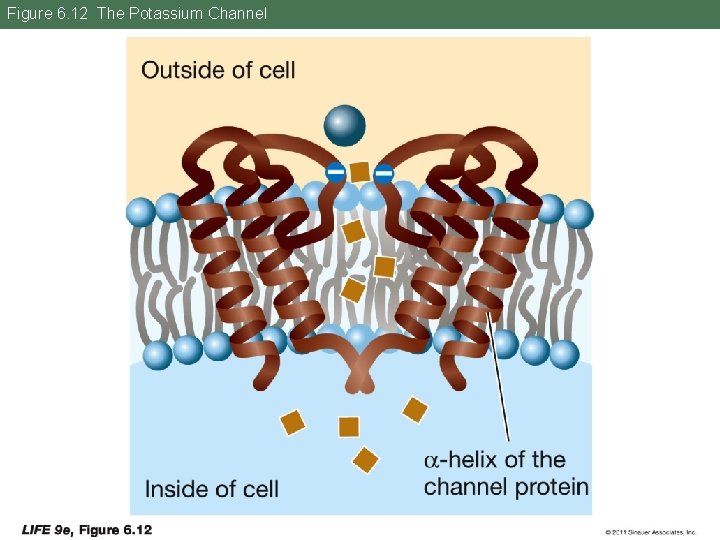 Figure 6. 12 The Potassium Channel 